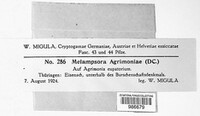Melampsora agrimoniae image